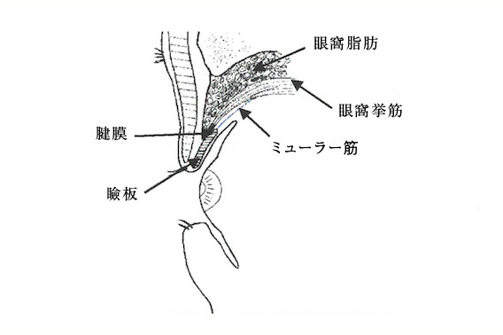 正常なまぶた（断面図）イメージ画像