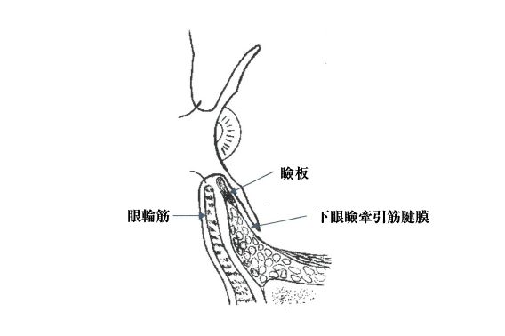 正常なまぶた（断面図）イメージ画像