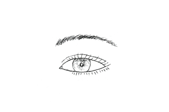 正常なまぶた（断面図）イメージ画像