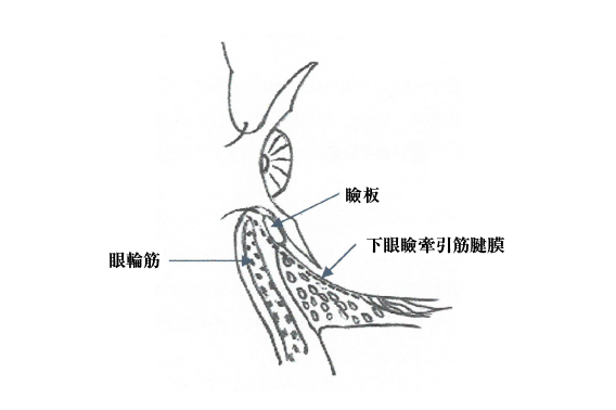 正常なまぶた（断面図）イメージ画像